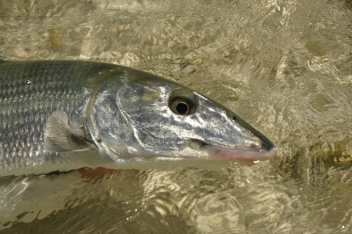 Venezuela, Los Roques, bonefish, tarpon, permit, fly fishing, peche a la mouche, saltwater, enjoy fishing