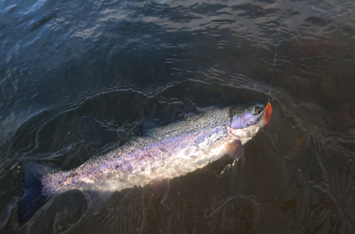 open parc ar bihan,compétition réservoir en bretagne,pêche en réservoir,pêche en réservoir en bretagne,club mouche d'arzano,club mouche de questemberg,aappma du loc'h,enjoy fishing,jean-baptiste vidal moniteur-guide de pêche en bretagne,pêche mouche bretagne,guide pêche mouche