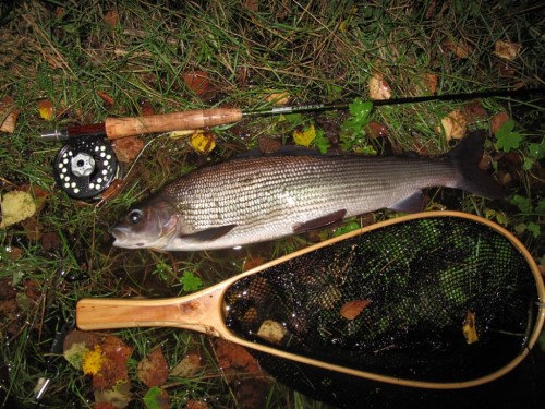 Norvège, Rena river, truites, ombres, brochets, pêche en sèche, dry fly fishing, enjoy fishing