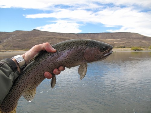 Collon Cura, Allumine, Malleo, Patagonie du Nord, pêche a la mouche, truite fario, truite arc en ciel, Patagonia, enjoyfishing, Argentine