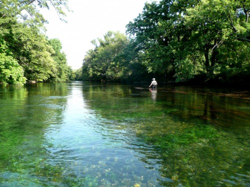 ombres, truites, Sorgues, peche à vue, nymphe à vue, peche a la mouche, Sorgues vauclusienne, enjoy fishing, jean baptiste vidal