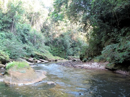 tsimane lodge, dorado, bolivie, pacu, pêche a la mouche, jungle bolivienne, untamed angling, enjoyfishing