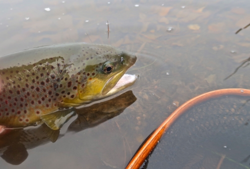 pêche en reservoir,réservoir mouche,pêche à la mouche en bretagne,guide de pêche en bretagne,réservoir parc er bihan,jean-baptiste vidal moniteur-guide de pêche,enjoy fishing