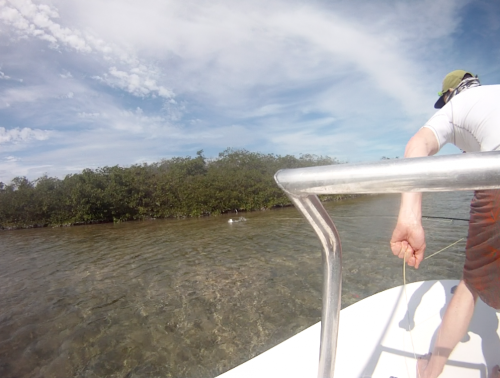 cuba,cayo santa maria,les jardins du roi,pêche du tarpon à la mouche,hosted trip jean-baptiste vidal guide de pêche,enjoy fishing