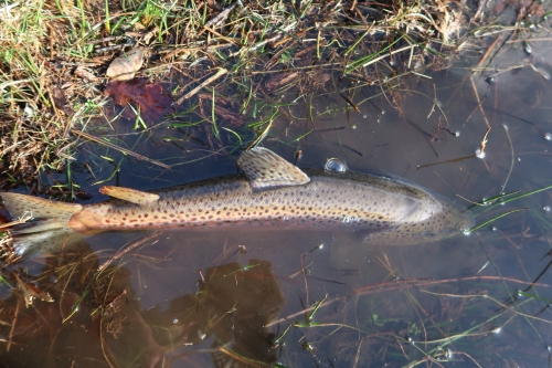 pêche en reservoir,réservoir mouche,pêche à la mouche en bretagne,guide de pêche en bretagne,réservoir parc er bihan,jean-baptiste vidal moniteur-guide de pêche,enjoy fishing