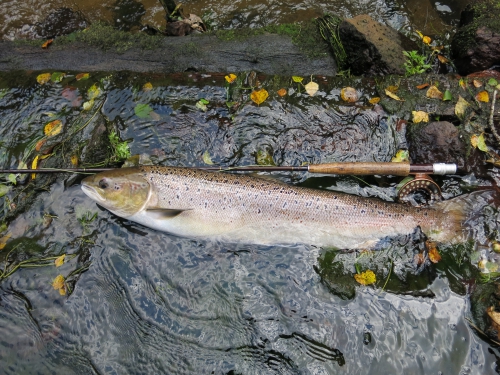 Bilan de la saison saumon en bretagne, saumon à la mouche, saumon en Bretagne, bilan de la saison migrateur, alose, saumon, truite de mer, Enjoy Fishing, Jean Baptiste Vidal