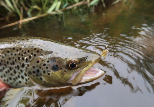 mouche de mai, truite à la mouche, grosse truite bretonne, pêche à la mouche en Bretagne, Jean-Baptiste Vidal Moniteur-Guide de pêche, Enjoy Fishing