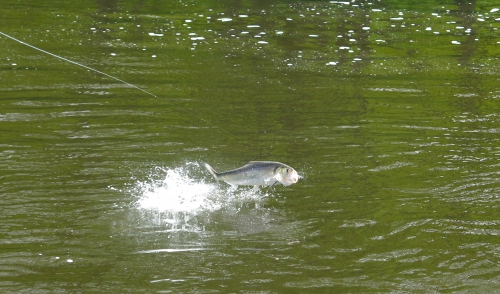 Pêche des migrateurs, pêche du saumon en Bretagne, pêche de l'alose en Bretagne, Jean-Baptiste Vidal guide de pêche, pêche à la mouche en Bretagne, Alose, saumon, Enjoy Fishing