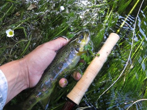 peche du saumon en bretagne,saumon atlantique en france,meilleures rivières à saumon de bretagne,guide de pêche au saumon,jean-baptiste vidal guide de pêche à la mouche en bretagne,enjoy fishing,guide de pêche bretagne