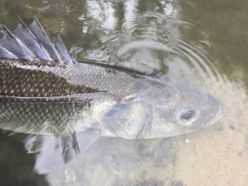 bar à vue à la mouche,bar à la mouche,bar à vue,pêche du bar,bar en estuaire,jean-baptiste vidal guide de pêche à la mouche,enjoy fishing