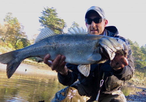 bar à la mouche,peche du bar,bar à vue,bar en estuaire,gros bars à la mouche,jean-baptiste vidal guide de pêche,enjoy fishing