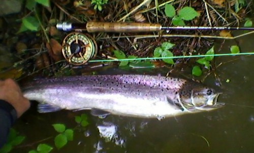 Saumon, bretagne, saumon à la mouche, pêche à vue, rivière bretonnes, triplé de saumons, Finistère, Elorn, Ellé, Aven,