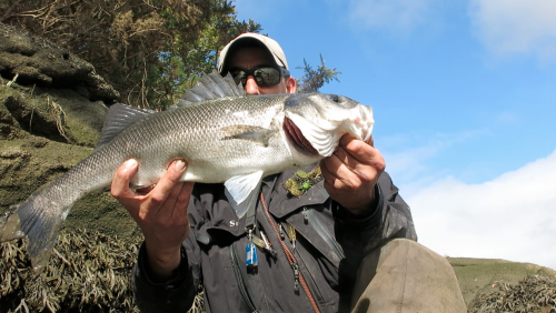 bar à vue à la mouche,bar à la mouche,bar à vue,pêche du bar,bar en estuaire,jean-baptiste vidal guide de pêche à la mouche,enjoy fishing