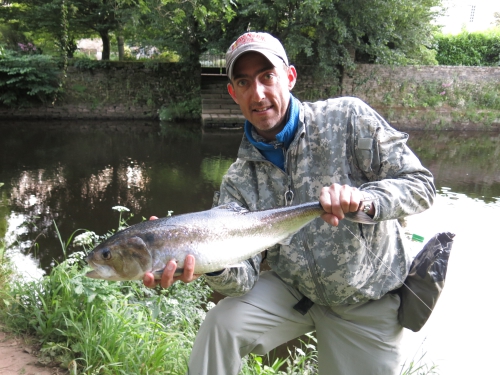 Alose en Bretagne, Alose à la mouche, guide de pêche alose, peche de l'alose, Aulne, Blavet, Enjoy Fishing, Jean-Baptiste Vidal guide de pêche en Bretagne