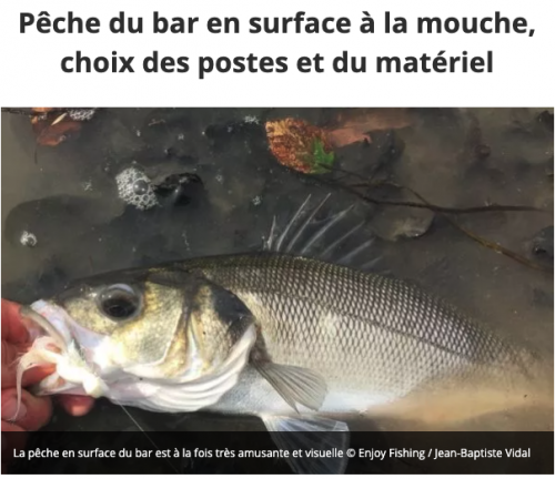 poste pour le bar, bar à la mouche, pêche à la mouche, peche du bar