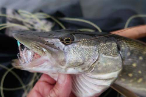 brochet à la mouche, pêche du brochet à la mouche, mouche à brochet, guide de pêche en Bretagne, guide peche mouche, Jean-Baptiste Vidal Moniteur-Guide de Pêche, Enjoy Fishing