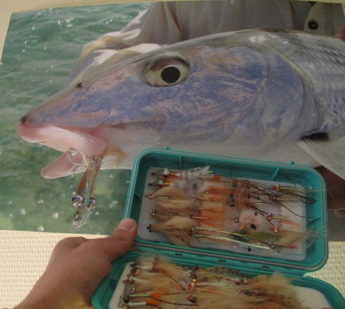 Nouvelle caledonie, gros bonefish, peche a la mouche, giant trevally, permit, peche a vue, New Caledonia, Fly Fishing, big bonefish, sight fishing, Enjoy Fishing