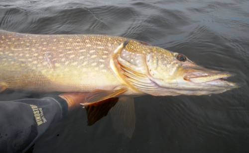 brochet à la mouche, pike on fly, enjoy fishing, pêche en suede