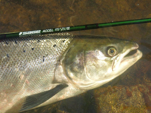 Peche des migrateurs, aloses à la mouche, saumons en Bretagne, Enjoy Fishing, Jean-Baptiste Vidal guide de pêche à la mouche