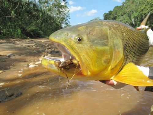 tsimane lodge, dorado, bolivie, pacu, pêche a la mouche, jungle bolivienne, untamed angling, enjoyfishing