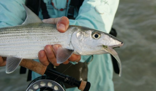 Venezuela, Los Roques, bonefish, tarpon, permit, fly fishing, peche a la mouche, saltwater, enjoy fishing