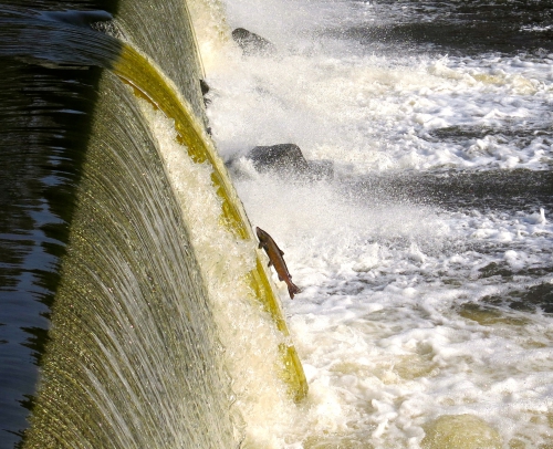 Bilan de la saison saumon en bretagne, saumon à la mouche, saumon en Bretagne, bilan de la saison migrateur, alose, saumon, truite de mer, Enjoy Fishing, Jean Baptiste Vidal