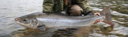 Norvège, rivière Gaula, saumon atlantique, Norway, Gaula, atlantic salmon, N.F.C., Norwegian Flyfishers Club