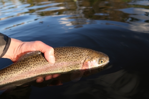 pêche en reservoir,réservoir mouche,pêche à la mouche en bretagne,guide de pêche en bretagne,réservoir st conan,jean-baptiste vidal moniteur-guide de pêche,enjoy fishing