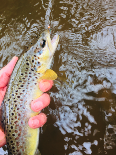 peche de la truite,truite en nymphe,nymphe au fil,peche truite bretagne,rivière bretonne,pêche à la mouche,peche de la truite à la mouche,peche en bretagne; guide de pêche en bretagne