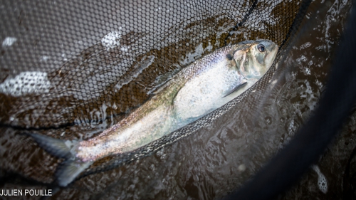 alose en bretagne,alose à la mouche,guide de pêche alose,peche de l'alose,aulne,blavet,enjoy fishing,jean-baptiste vidal guide de pêche en bretagne