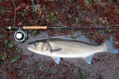 bar à vue à la mouche,bar à la mouche,bar à vue,pêche du bar,bar en estuaire,jean-baptiste vidal guide de pêche à la mouche,enjoy fishing