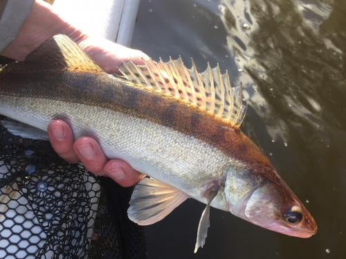 pêche du sandre, pêche en verticale, sandre en verticale, sandre au leurre, lac de Guerlédan, sandre en Bretagne, peche du sandre au leurre, enjoy fishing, Jean-Baptiste Vidal Moniteur-Guide de pêche