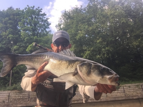 gros bar, bar à la mouche, gros bar à la mouche, peche du bar, bar à vue, enjoyfishing, Jean-Baptiste Vidal 