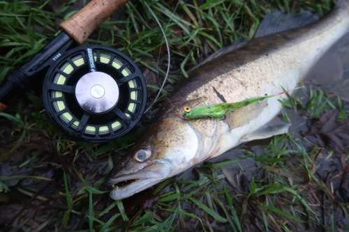 sandre à la mouche, pêche du sandre au fouet, sandre on the fly, peche des carnassiers à la mouche, enjoy fishing, jean-baptiste Vidal Moniteur-Guide de pêche à la mouche