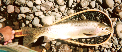 histoire de pêche, grosse truite du Montana, Montana, Idaho, Wyoming, Pêche dans le Montana, pêche dans le Parc du yellowstone, pêche à la mouche, truite cutthroat, Jean-Baptiste Vidal Moniteur-Guide de pêche, Enjoy Fishing