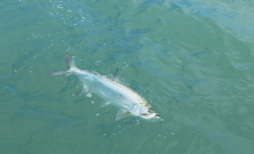 cuba,cayo santa maria,les jardins du roi,pêche du tarpon à la mouche,hosted trip jean-baptiste vidal guide de pêche,enjoy fishing