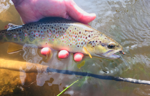 peche de la truite,truite en nymphe,nymphe au fil,peche truite bretagne,rivière bretonne,pêche à la mouche,peche de la truite à la mouche,peche en bretagne; guide de pêche en bretagne