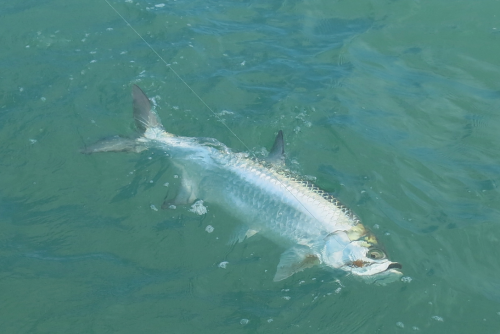 histoire de pêche, tarpon du venezuela, pêche du tarpon à la mouche, gros tarpon à la mouche, pêche à la mouche Los Roques, Jean-Baptiste Vidal Moniteur-Guide de pêche, Enjoy Fishing