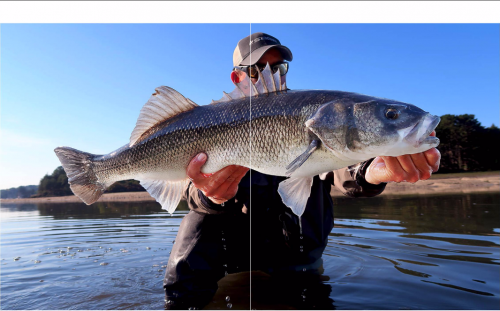 bar à la mouche,peche du bar,bar à vue,bar en estuaire,gros bars à la mouche,jean-baptiste vidal guide de pêche,enjoy fishing