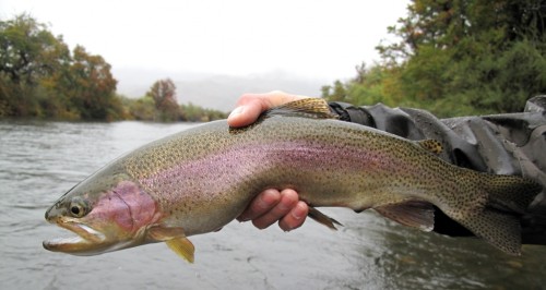 Collon Cura, Allumine, Malleo, Patagonie du Nord, pêche a la mouche, truite fario, truite arc en ciel, Patagonia, enjoyfishing, Argentine