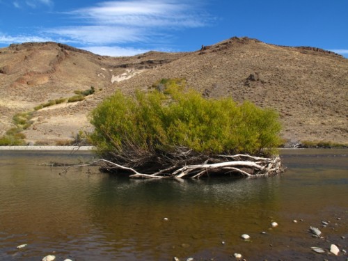 Collon Cura, Allumine, Malleo, Patagonie du Nord, pêche a la mouche, truite fario, truite arc en ciel, Patagonia, enjoyfishing, Argentine