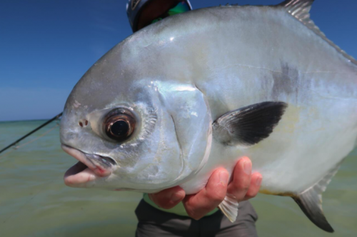 pêche du permit,permit à la mouche,voyage en diy au mexique,pêche du permit au mexique,la fièvre du permit,pêche à la mouche exotique,jean-baptiste vidal moniteur-guide de pêche,enjoy fishing,truites&cie