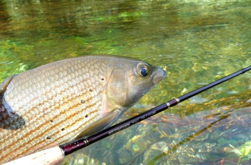 ombres, truites, Sorgues, peche à vue, nymphe à vue, peche a la mouche, Sorgues vauclusienne, enjoy fishing, jean baptiste vidal