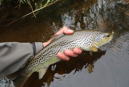 mouche de mai, truite à la mouche, grosse truite bretonne, pêche à la mouche en Bretagne, Jean-Baptiste Vidal Moniteur-Guide de pêche, Enjoy Fishing