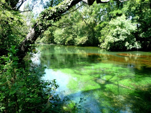 ombres, truites, Sorgues, peche à vue, nymphe à vue, peche a la mouche, Sorgues vauclusienne, enjoy fishing, jean baptiste vidal