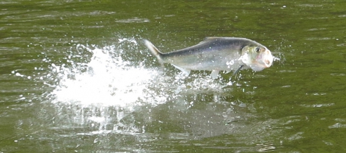 alose en bretagne,alose à la mouche,guide de pêche alose,peche de l'alose,aulne,blavet,enjoy fishing,jean-baptiste vidal guide de pêche en bretagne