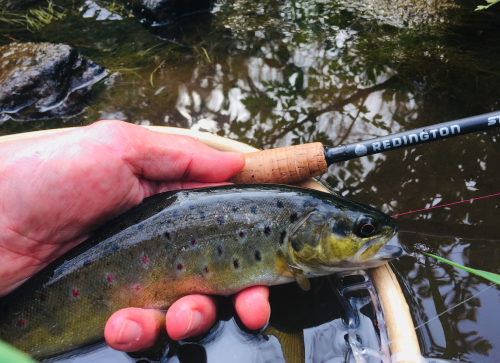 peche de la truite,truite en nymphe,nymphe au fil,peche truite bretagne,rivière bretonne,pêche à la mouche,peche de la truite à la mouche,peche en bretagne; guide de pêche en bretagne