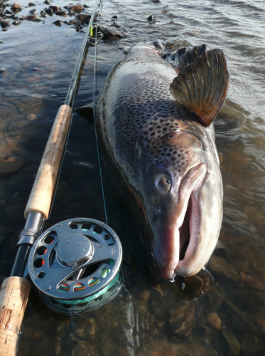 truite de mer géante,truite de mer,truite du rio grande,pêche sur le rio grande,pêche de la truite de mer à la mouche,truite de mer argentine,jean-baptiste vidal moniteur-guide de peche,enjoy fishing