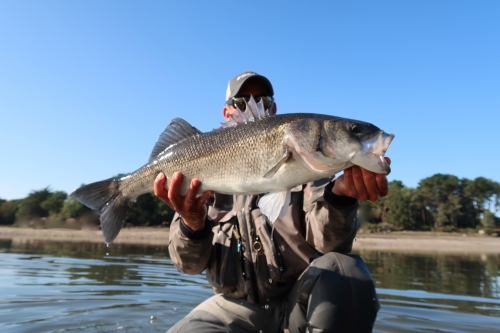 bar à vue à la mouche,bar à la mouche,bar à vue,pêche du bar,bar en estuaire,jean-baptiste vidal guide de pêche à la mouche,enjoy fishing