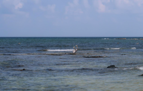 pêche du permit,permit à la mouche,voyage en diy au mexique,pêche du permit au mexique,la fièvre du permit,pêche à la mouche exotique,jean-baptiste vidal moniteur-guide de pêche,enjoy fishing,truites&cie